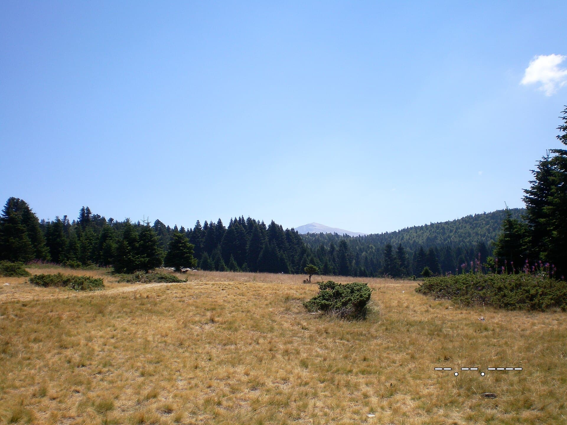 Golden alpine meadow at Sarıalan plateau with Uludağ's summit in the distance.