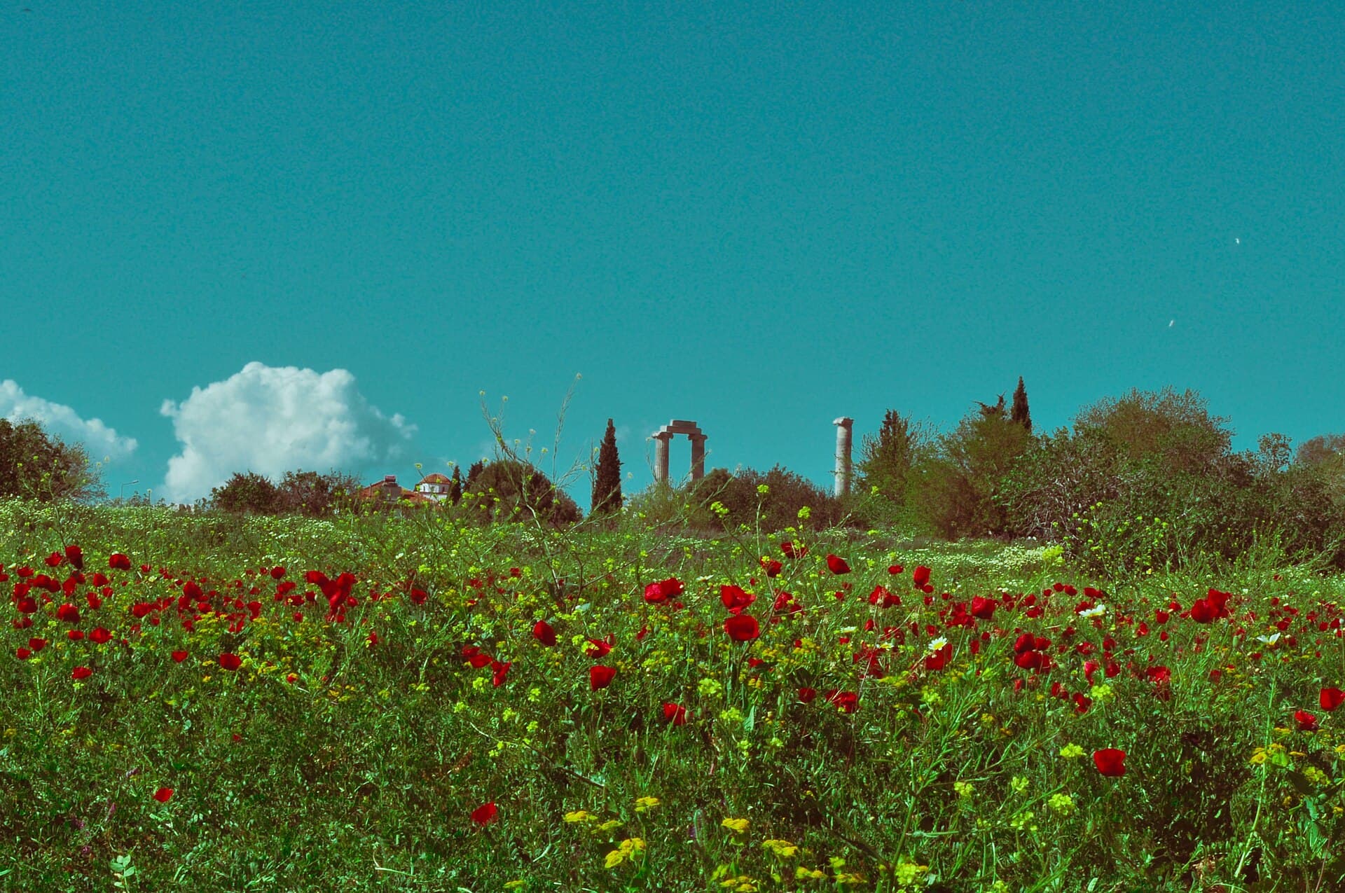 Wide daylight view of Didyma's colossal unfinished temple ruins.