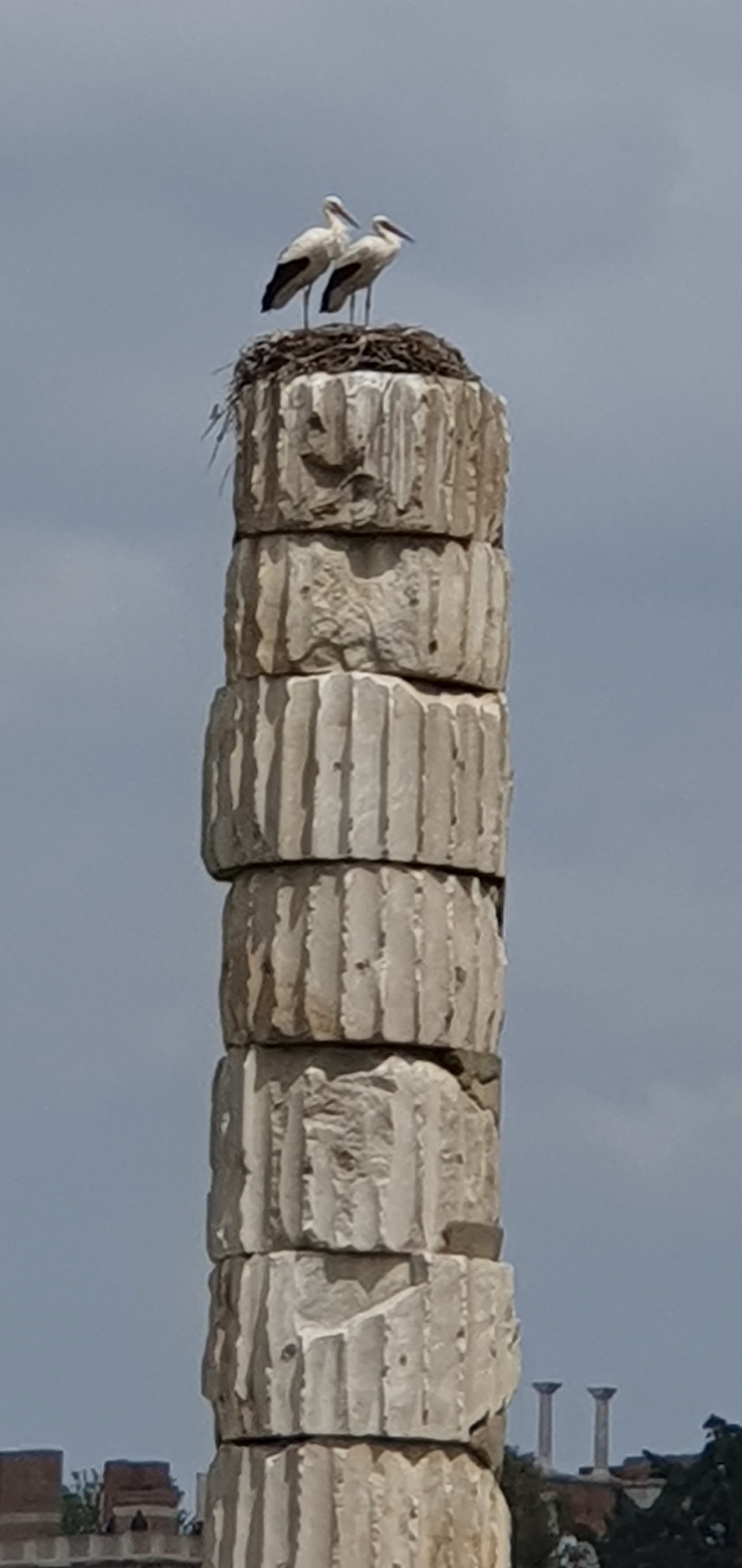 A single ancient column made of mismatched stacked stone drums, standing alone at the ruined site of the Temple of Artemis near Ephesus, Turkey, topped by a large stork nest against a plain blue sky.