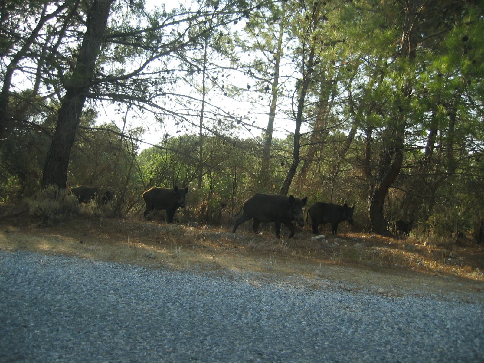A family of wild boar, adults and young, walking along the edge of a pine forest beside a gravel road in Dilek Peninsula National Park.